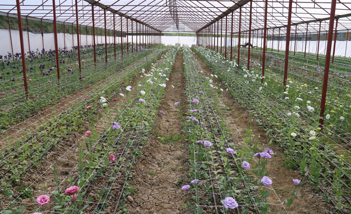 Ordu’da lishianthus çiçeği hasadı