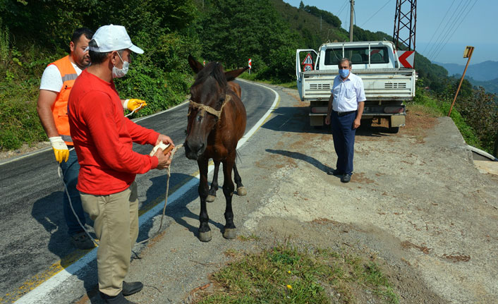 Yaralı ata belediye sahip çıktı