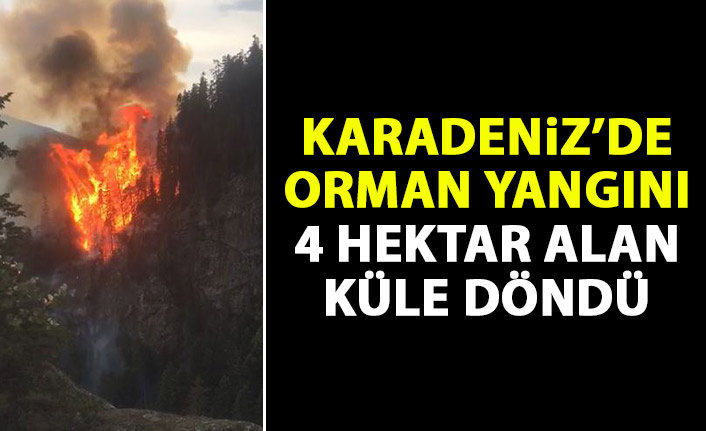 Karadeniz'de orman yangını! 4 hektar alan küle döndü