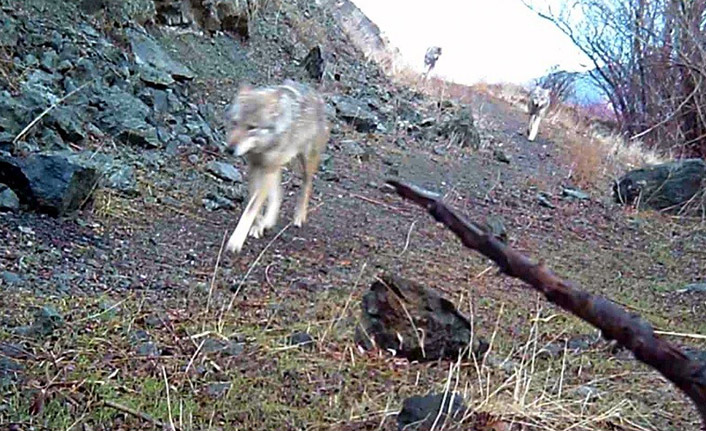 Trabzon'a gelirken kurdukları fotokapana yakalandılar