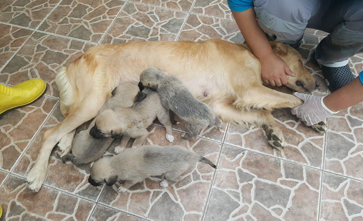 Trabzon'da yavru köpeklerin hayatları kurtarıldı