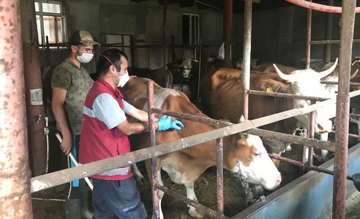 Sonbahar dönemi şap aşılamasına başlandı