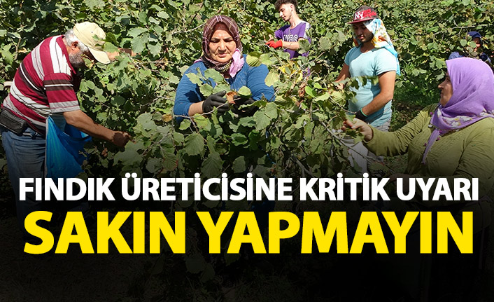 Fındık üreticilerine kritik uyarı: Sakın yapmayın