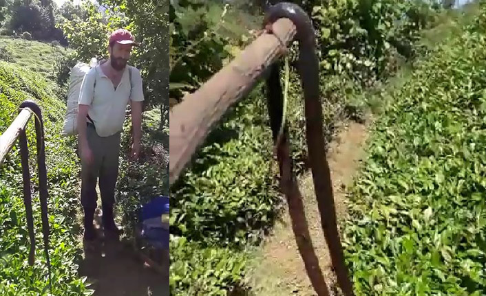 Çay bahçesine giren 2 metrelik yılanı öldürdü