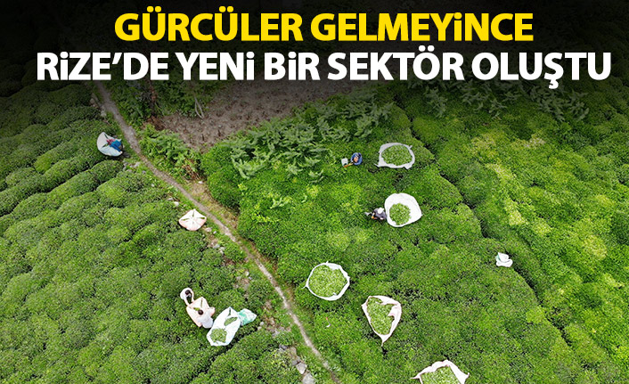 Gürcü işçiler gelmeyince Rize'de yeni bir sektör oluştu