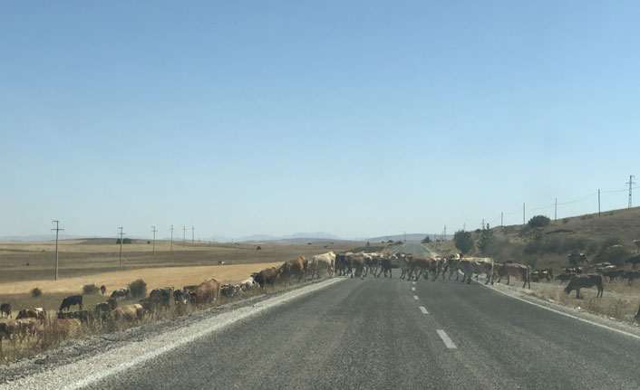 Karayoluna çıkan inek sürüleri zor anlar yaşatıyor