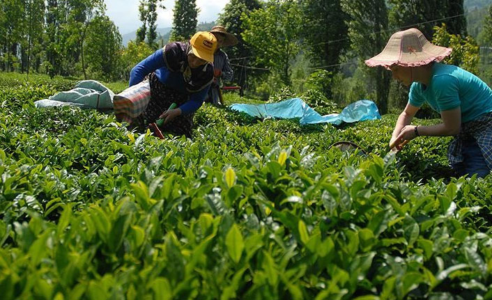 ÇAYKUR 179 bin ton yaş çay aldı