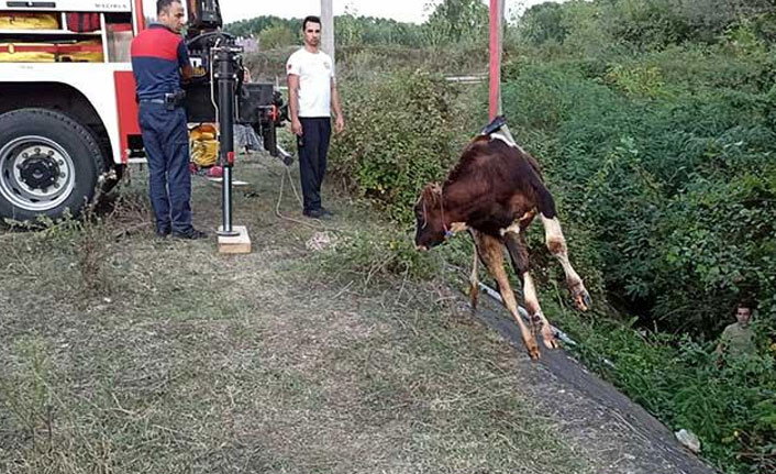 Kanala düşen buzağı vinçle çıkarıldı