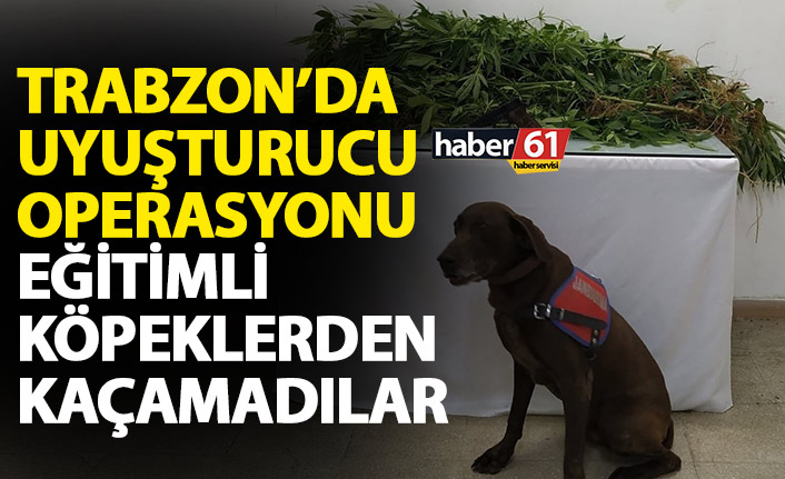 Kenevir eken şahıs köpeklerin dikkatinden kaçmadı