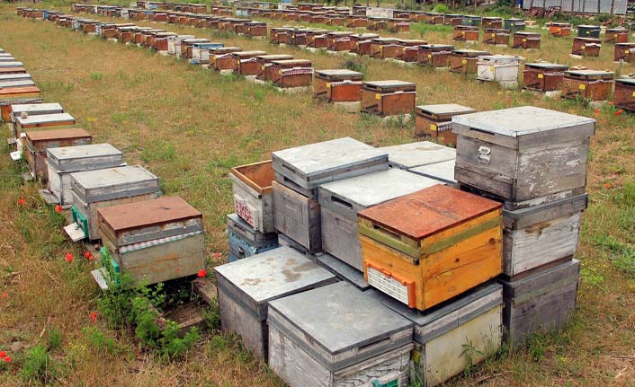 Kestane balı arıcıların yüzleri güldürdü