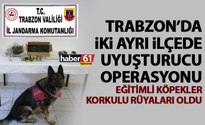 Eğitimli köpekler Trabzon’da uyuşturucu tacirlerinin kokulu rüyası oldu