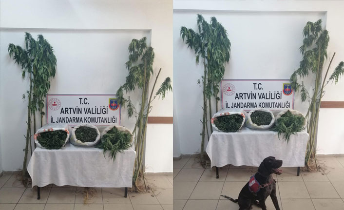 Artvin'de uyuşturucu operasyonu! 6 kilogram esrar ele geçirildi! 2 kişi yakalandı