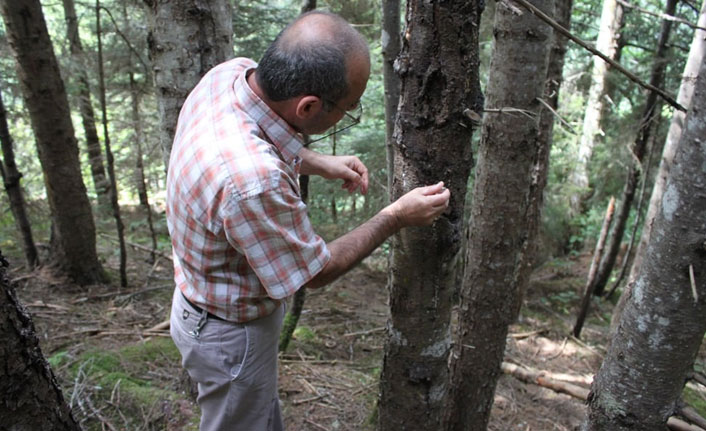 Ormanları avcı böcekler koruyacak