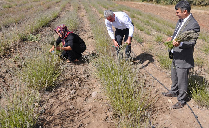 Lavanta üreticinin gelir kapısı oldu