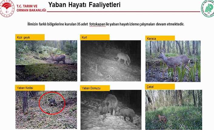 Fotokapana yaban kedisi yakalandı