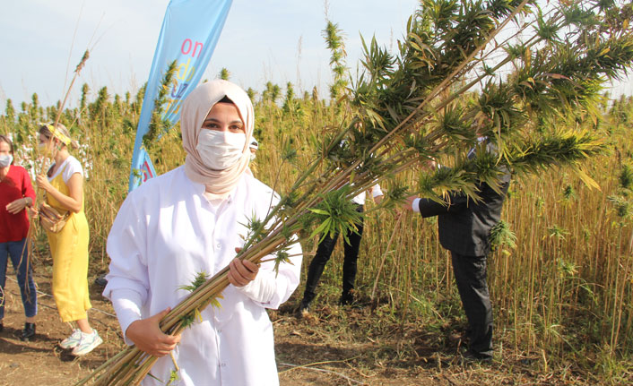 Yerli ve milli kenevir çeşit adayı ‘Narlı’da ilk hasat alındı