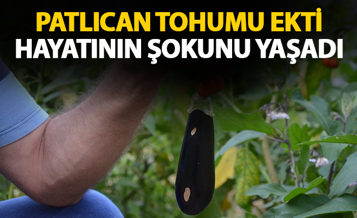 Patlıcan tohumu ekti, hayatının şokunu yaşadı