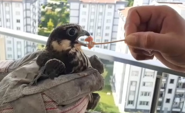 Balkonuna konan doğanı elleriyle besleyip doğaya saldı