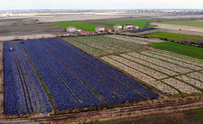 Samsun yerli ve milli tarım üretiminde Türkiye birincisi