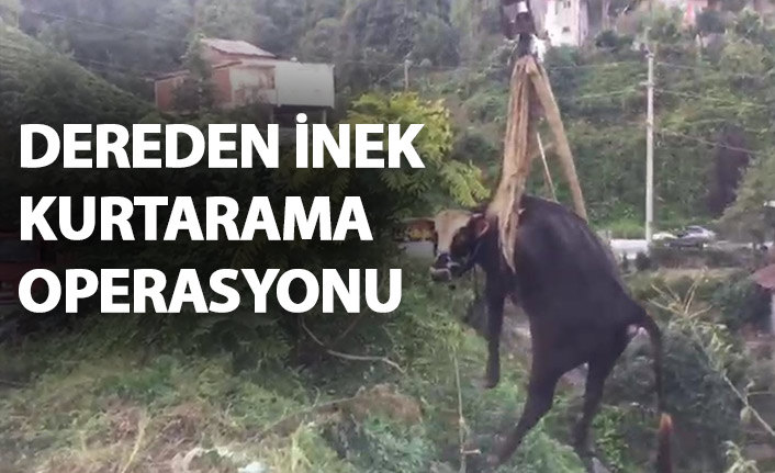 Rize'de dereden inek kurtarma operasyonu