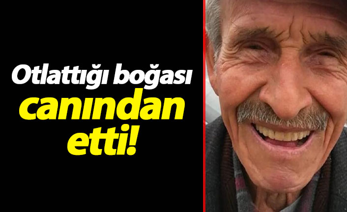 Otlattığı boğası saldırdı, hayatını kaybetti!