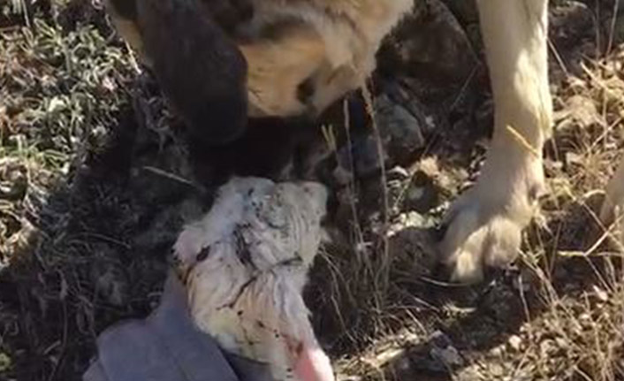 Annesinin terk ettiği kuzuya çoban köpeği sahip çıktı