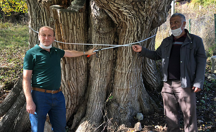 Artvin'de, 2 bin yıllık armut ağacı tescil ediliyor