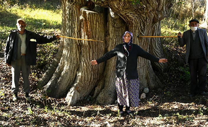 Dünyanın en yaşlı armut ağacı Karadeniz'de