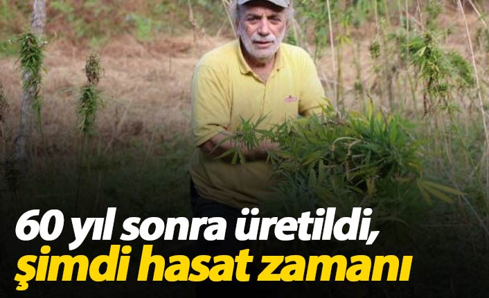 60 yıl sonra üretilen kenevir hasat ediliyor