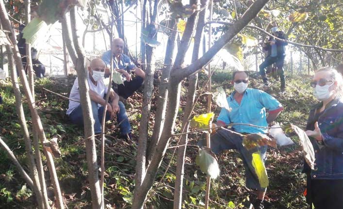 Samsun'da fındık verimi artırmak için eğitim