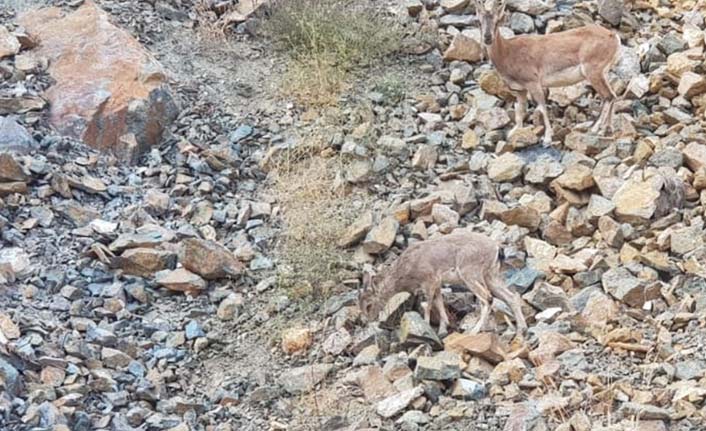 Dağ keçileri böyle görüntülendi