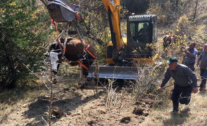 Gümüşhane'de dereye yuvarlanan hamile inek 2 günde kurtarıldı