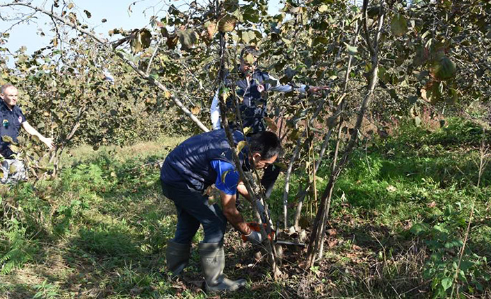 Ordu'da fındık timleri iş başında! 1500 bahçenin...