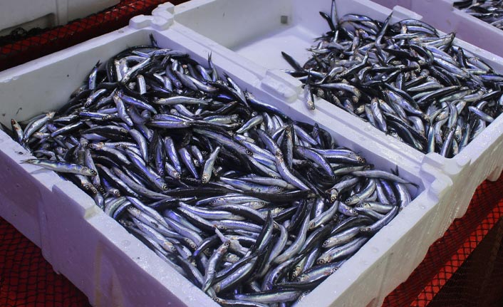 Giresun'da yerli hamsi tezgahlarda yerini aldı