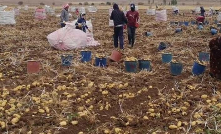 Bayburt'ta patates hasadı başladı