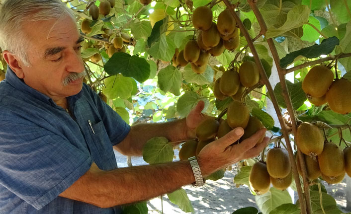 Kivi hasadında son döneme girildi