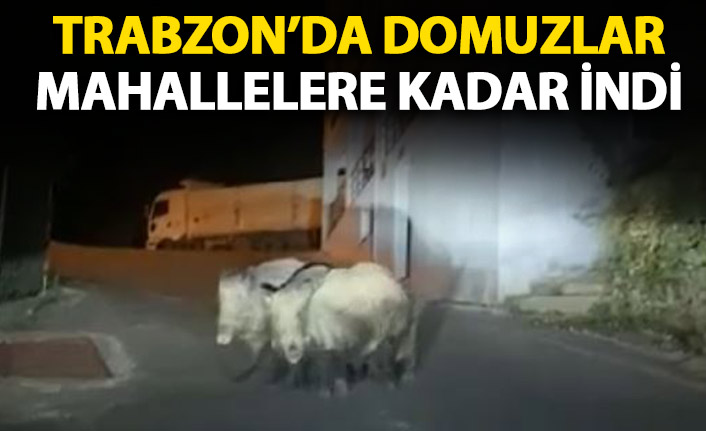 Trabzon'da domuzlar mahalleye kadar indi