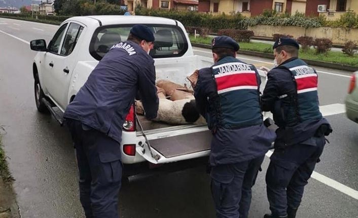 Yaralı halde bulunan köpek koruma altına alındı