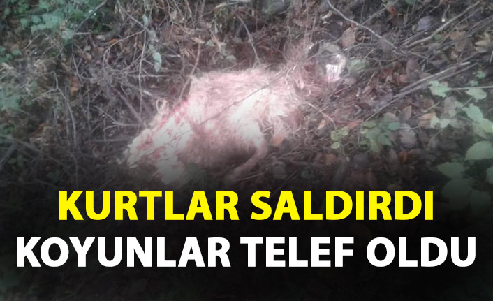 Kurtlar saldırdı koyunlar telef oldu