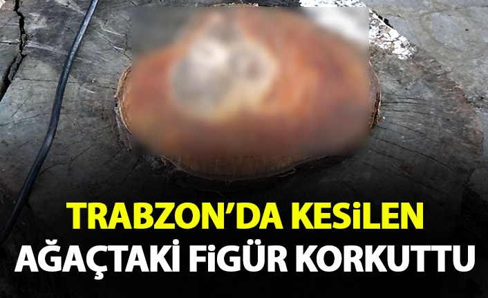 Trabzon'da kesilen ağaçtaki görüntü şaşırttı