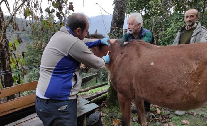 Giresun'da tek tırnaklı hayvanlar kayıt altına alınıyor