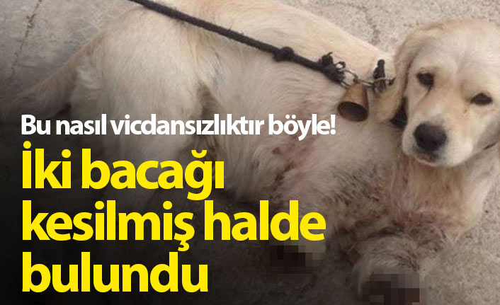 Yavru köpek bacakları kesilmiş halde bulundu!