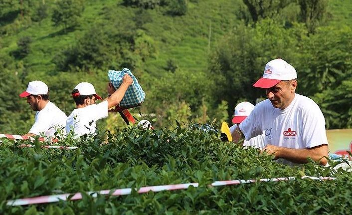 ÇAYKUR 600 mevsimlik işçi alacak