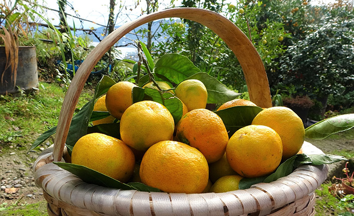 Karadeniz’de narenciye hasadı başladı