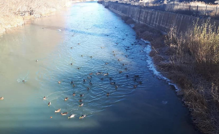 Yaban ördekleri Çoruh Nehri’ni mesken tuttu