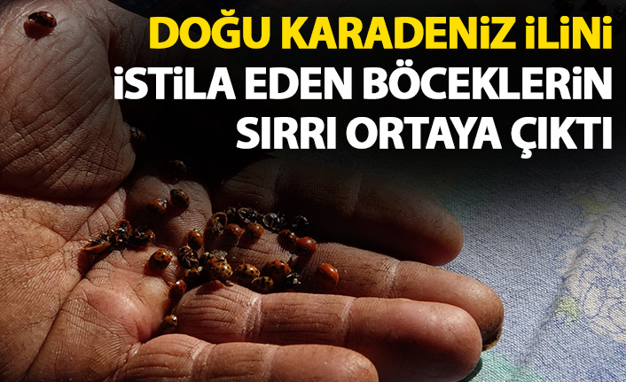 Rize'yi istila eden böceklerin sırrı ortaya çıktı