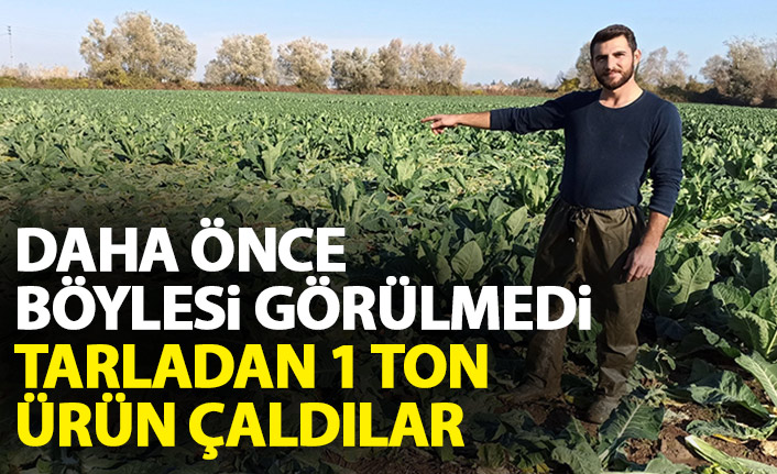 Böylesi görülmedi! Tarladan 1 ton karnıbahar çaldılar