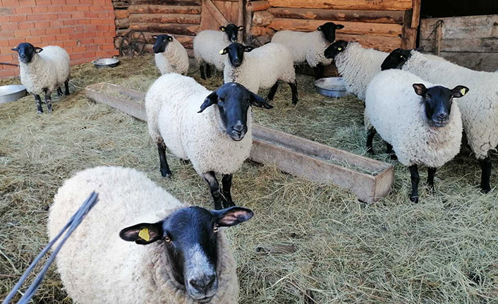 Artvin'de  bijik koyunu için harekete geçtiler