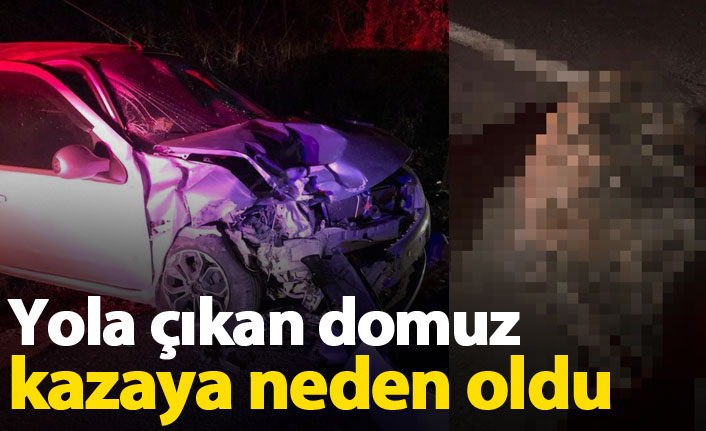 Domuz karayoluna çıktı kazaya neden oldu