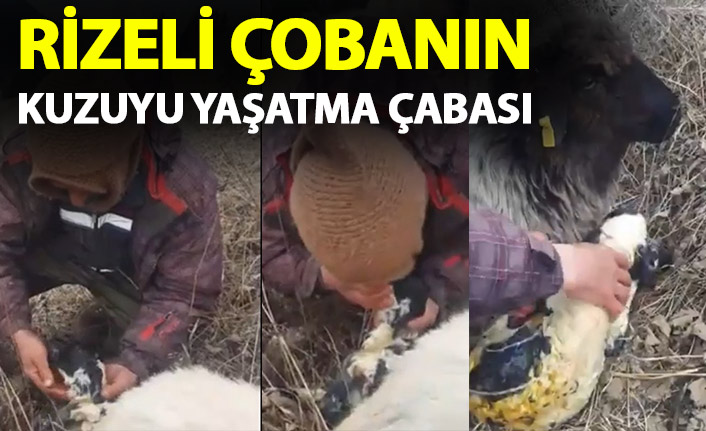 Rizeli çobanın kuzuyu yaşatma çabaları